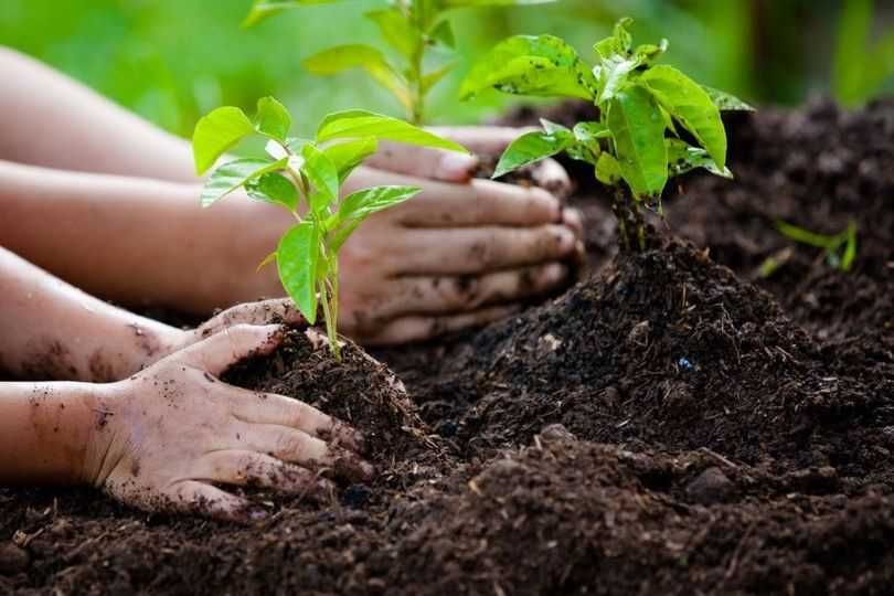 Compost din gunoi de pui