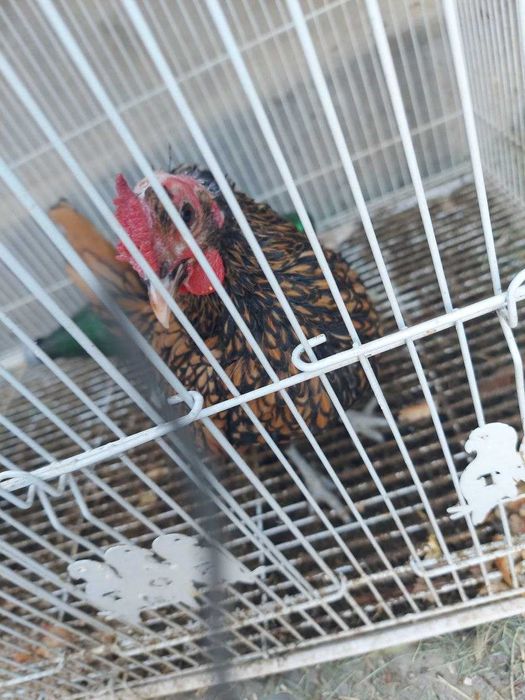 Zolotoy sibrayt jo'ja xo'rozchasi sotiladi