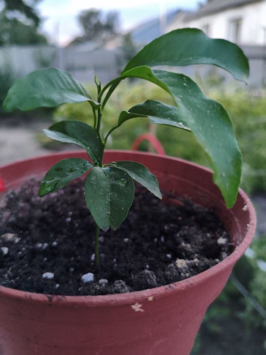 Комнатные цветы лимонка и денежные