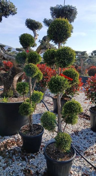 Pon pon palmieri prunus laur fotinia