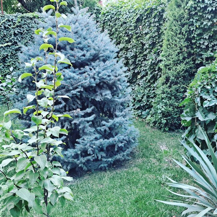 Арча сотилади Голубой ел