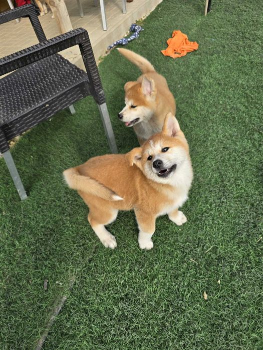 Vând Akita Inu, rasă pură, cu pedigree