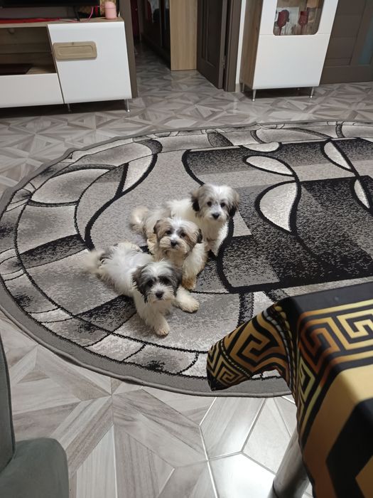 Bishoni Maltezi 2 Luni