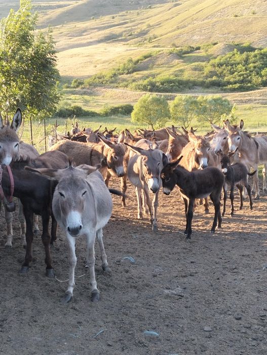 Vând măgărițe fătate recent