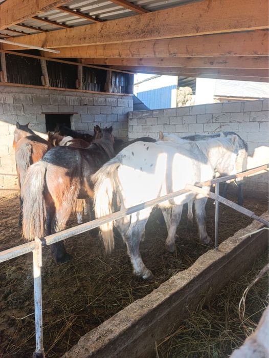 6 тай 1 бас жабағы бар барлығы еркек