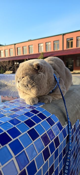 Вязка привазной лиловый цвет шотландский фолд ТЕДДИ