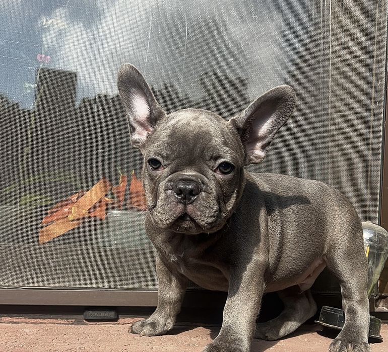 Bulldog francez blue