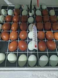 Инкубационное яйцо кур породы Амераукана