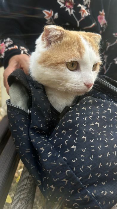 Кот Симба ищет дом