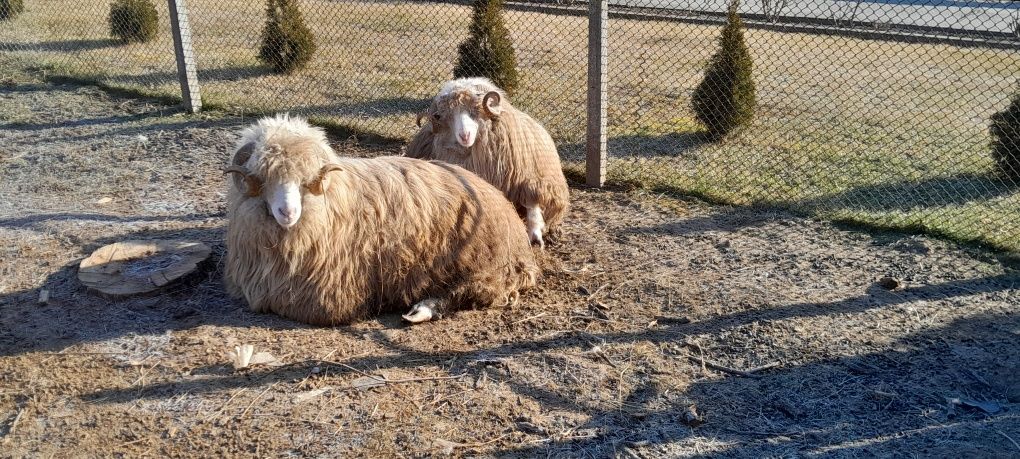 Vand berbec băl curat!