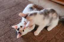 Adoptă bucuria!Două pisicuțe jucăușe își caută familii iubitoare