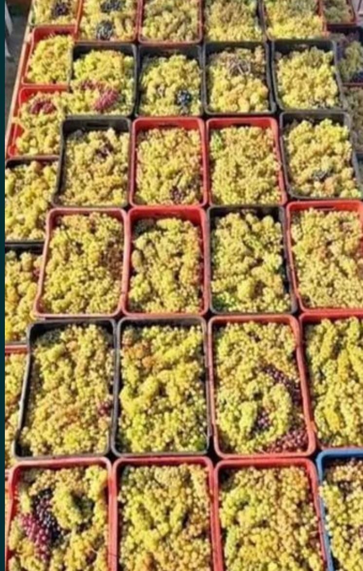 Vând struguri de vin productie proprie 2025