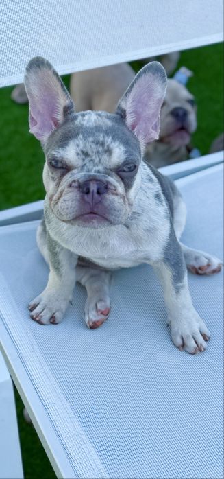 Bulldog Francez Luxurious Frenchie House