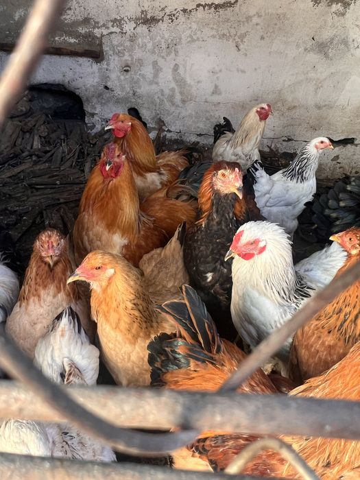 Брама петухи Палевая белая