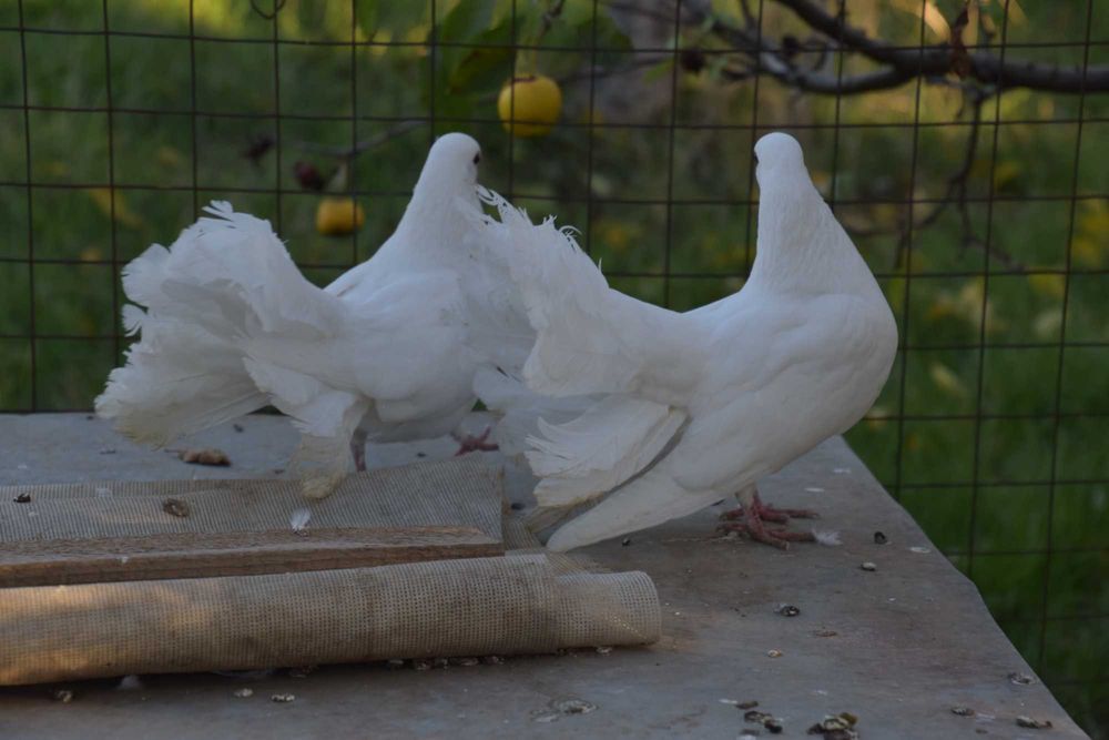 Гълъби - бели фенерлии