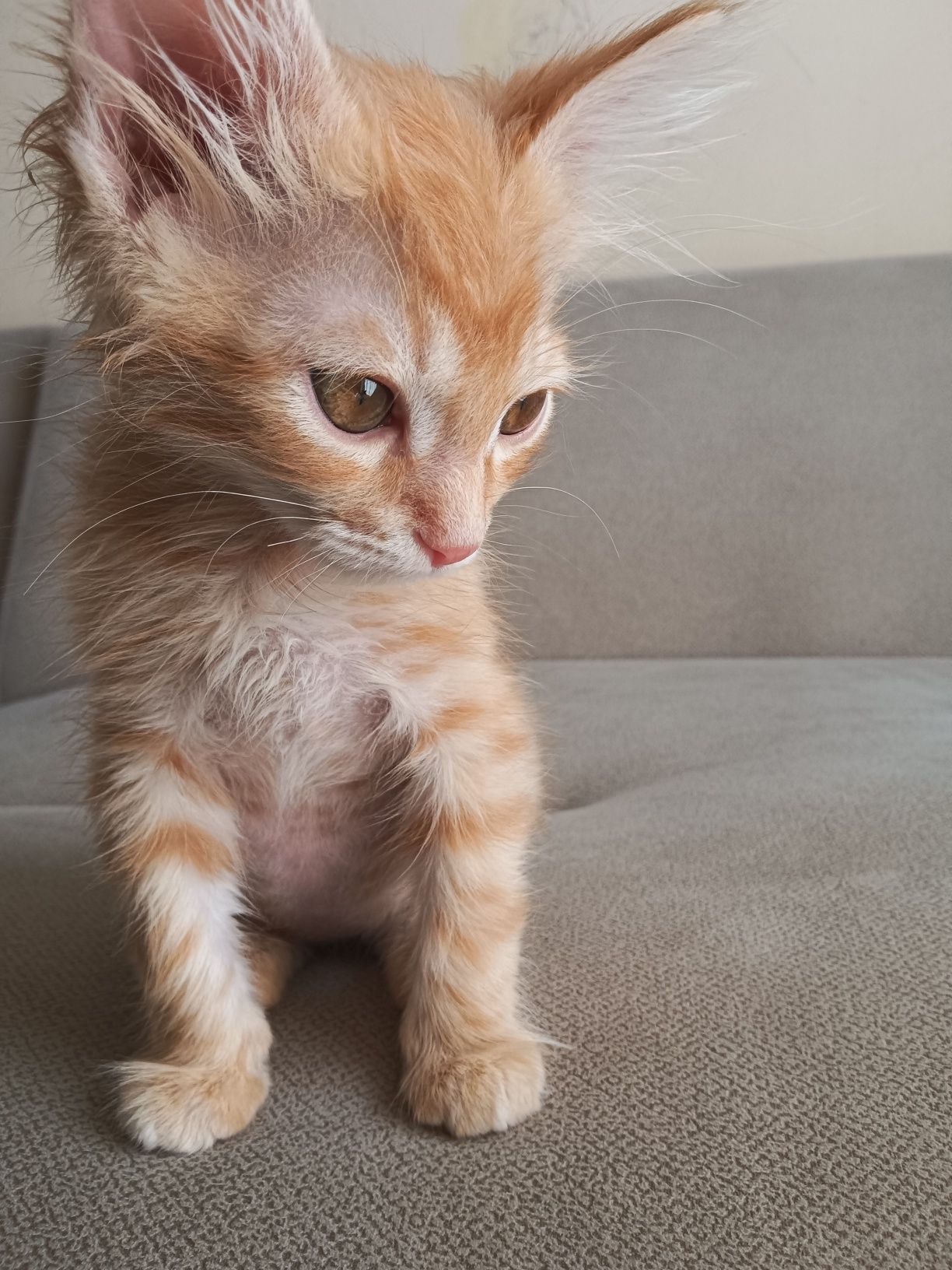 Срочно отдам котенка