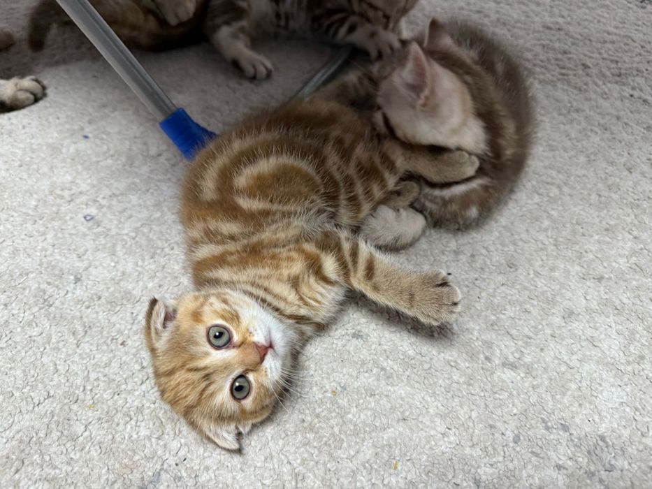 Котята шотландцы