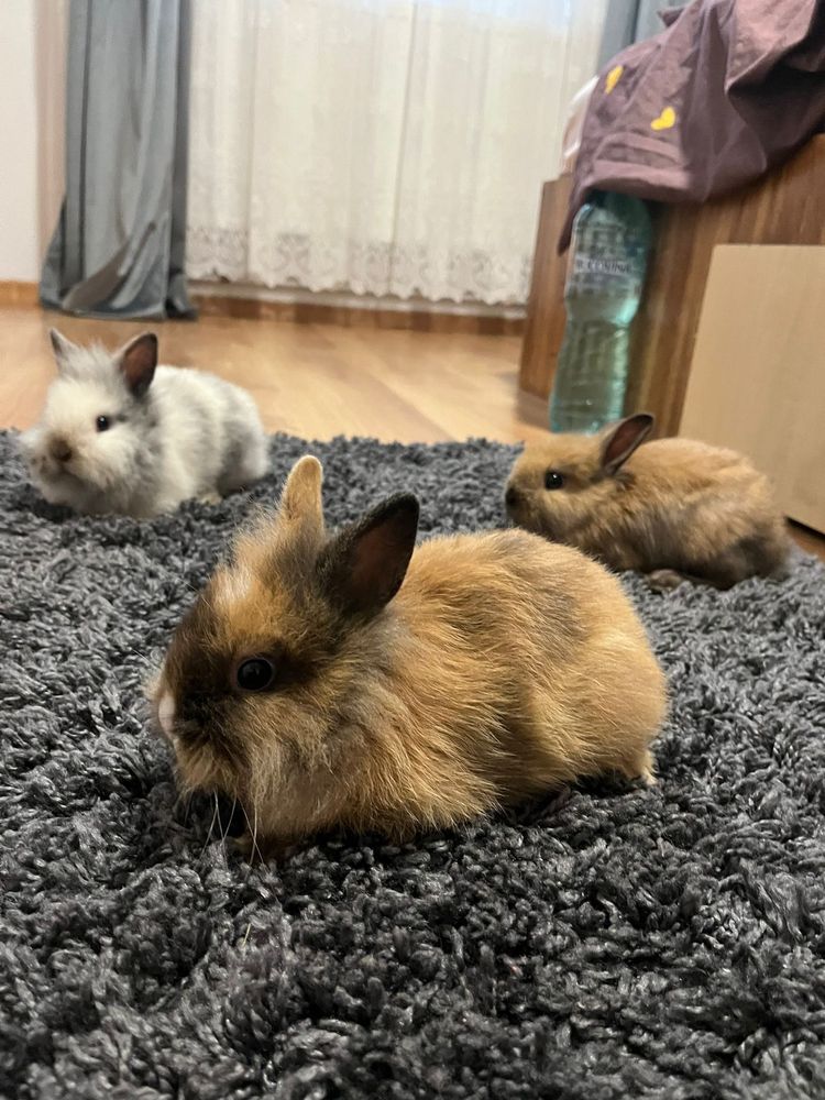 Vindem 5 iepurasi de casa