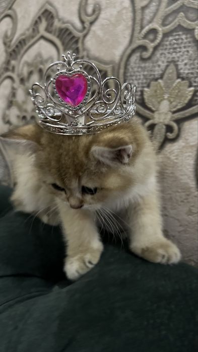 золотие шиншилла сотилади