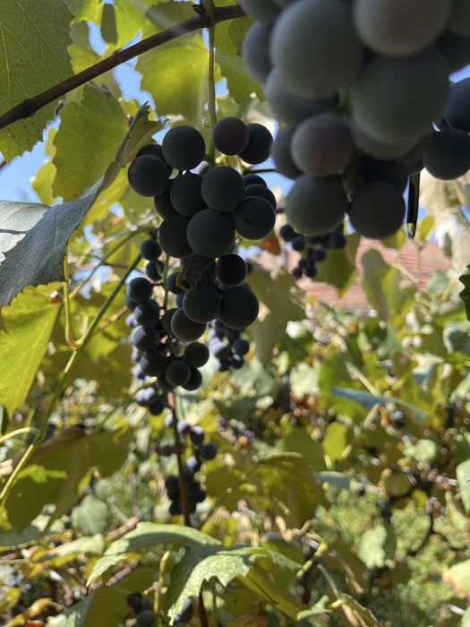Struguri Capsunica / Struguri vin