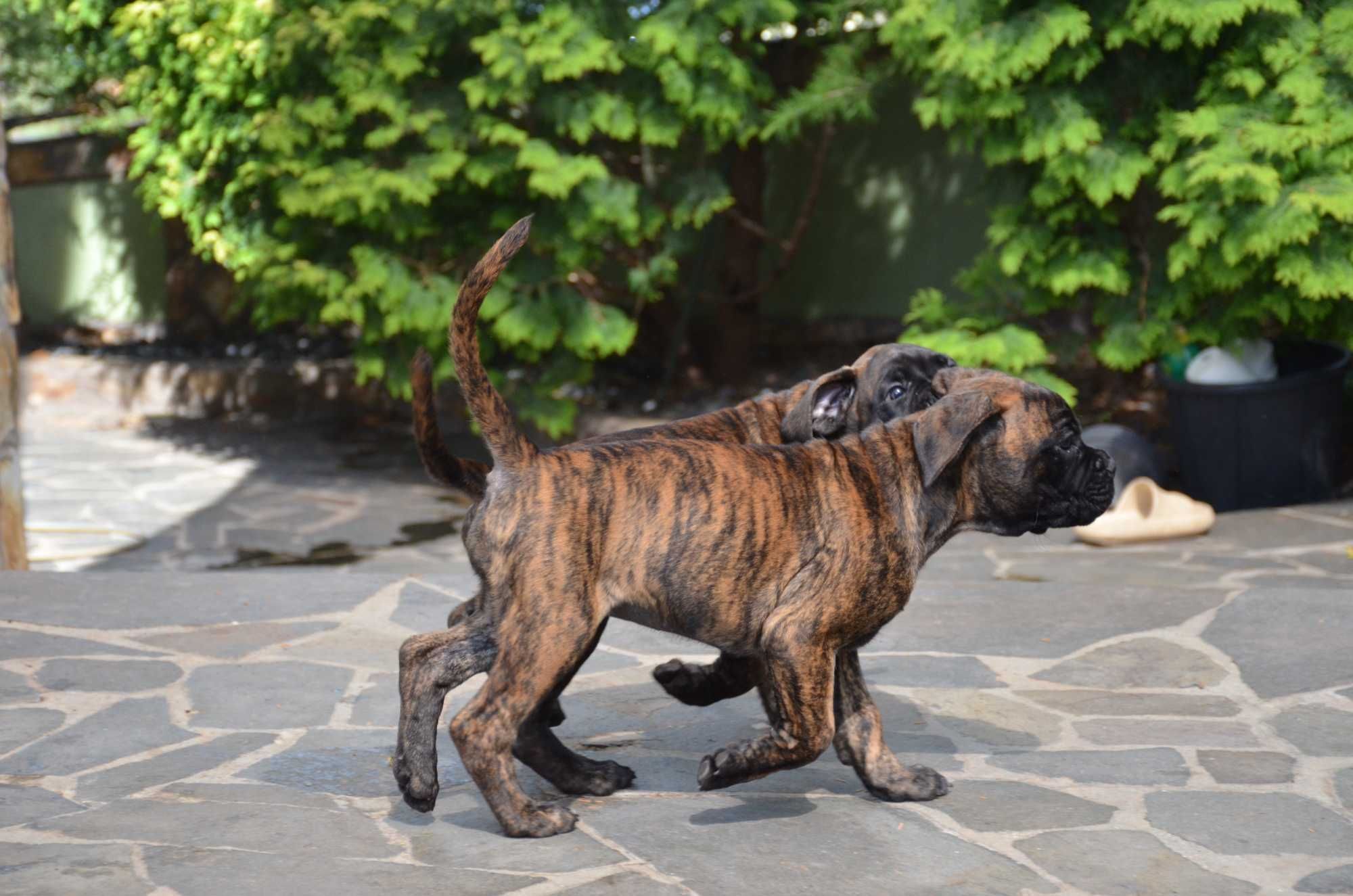 Boxer     German