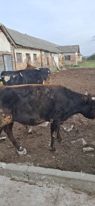 Продават се 15 броя от 300 кг до 600кг мъжки телета