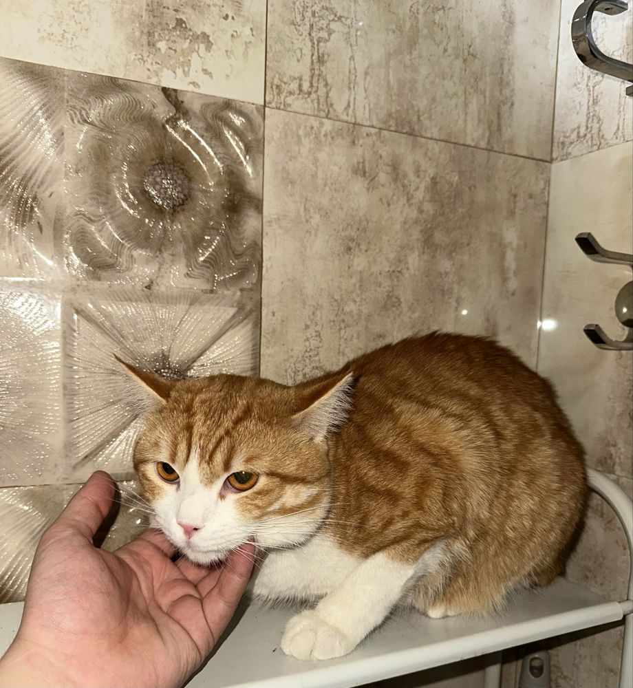 отдам кота в хорошие руки