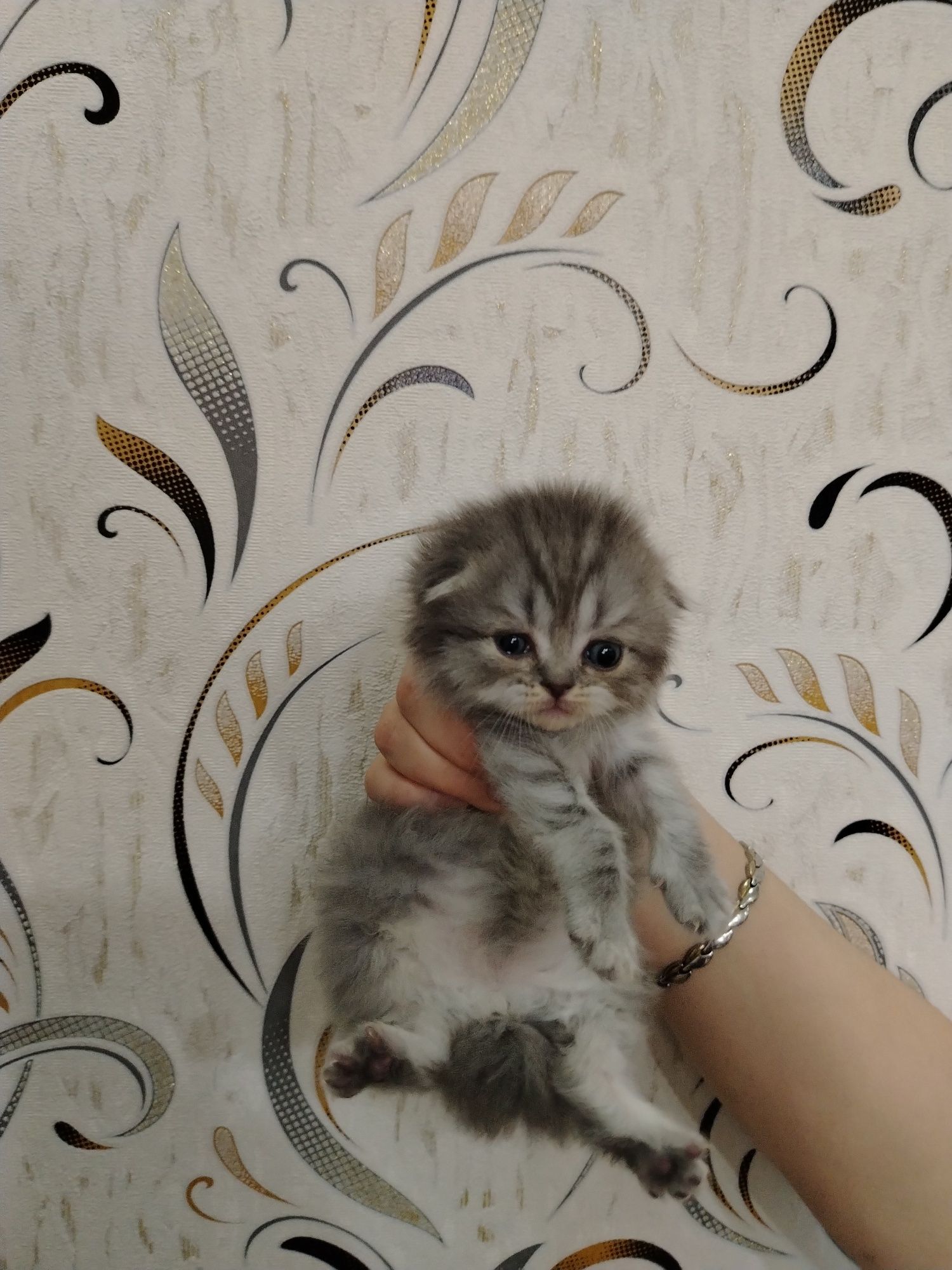 Скотиш Фолд мушукчалари