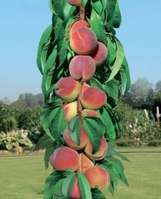 Pomi fructiferi columnari calitate majora