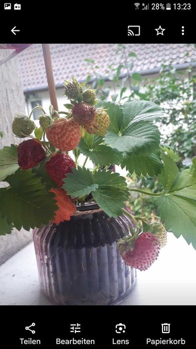 Частни уроци по Немски език