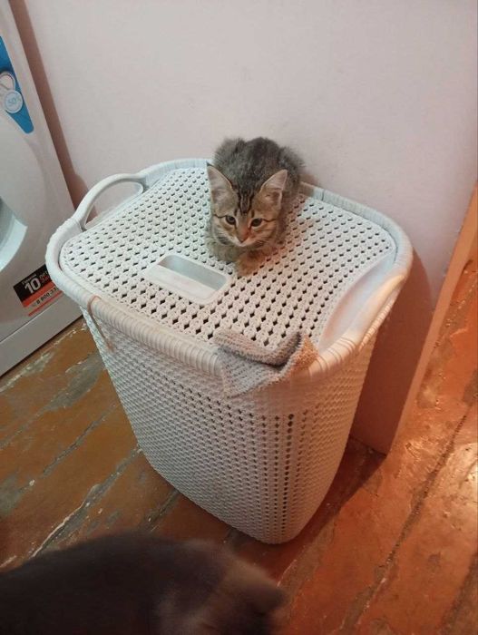 бесплатно отдам котёнка