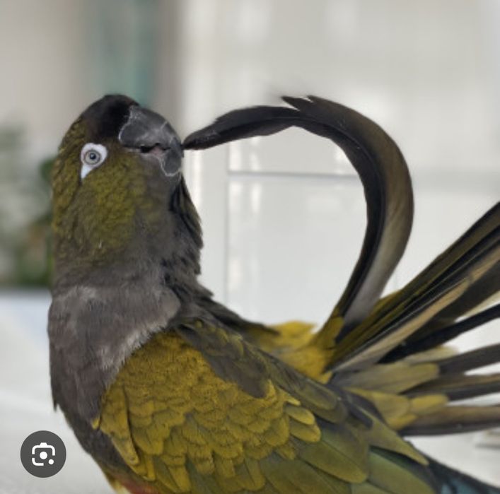 Скалистые ары или Патагонские молодая пара  ары