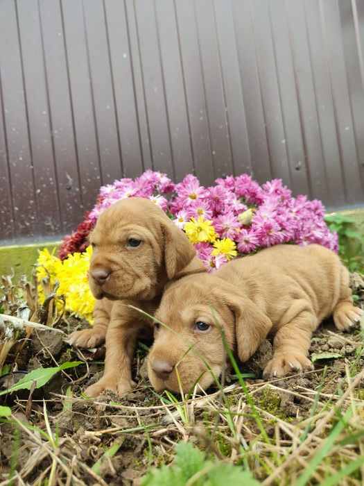 Căței vișla maghiară