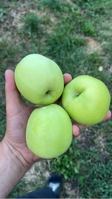 Mere Golden Jonathan Florina