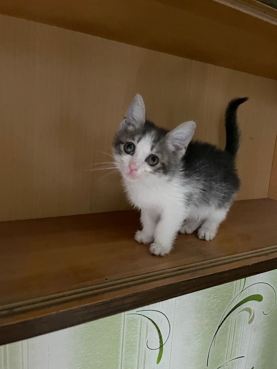 Котёнок в добрые руки