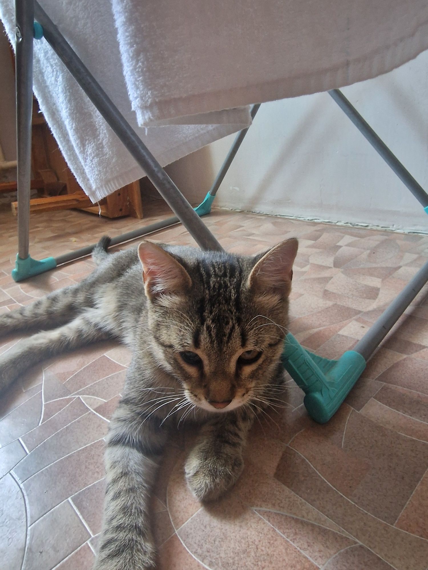 Отдадим кошки, кот, котят