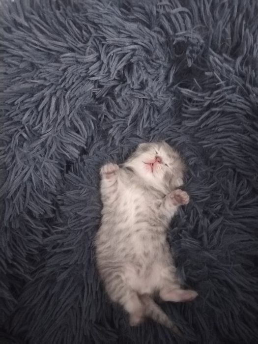 Шотландский фолд девичка бронь га