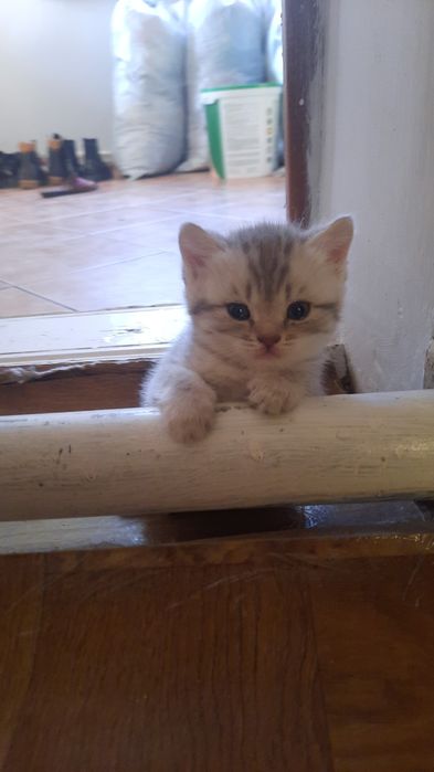 Продаю вислоухих котят