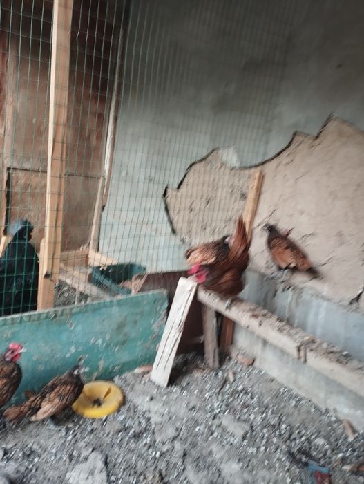 Золотой сбрайт хурозлари сотувда 4дона