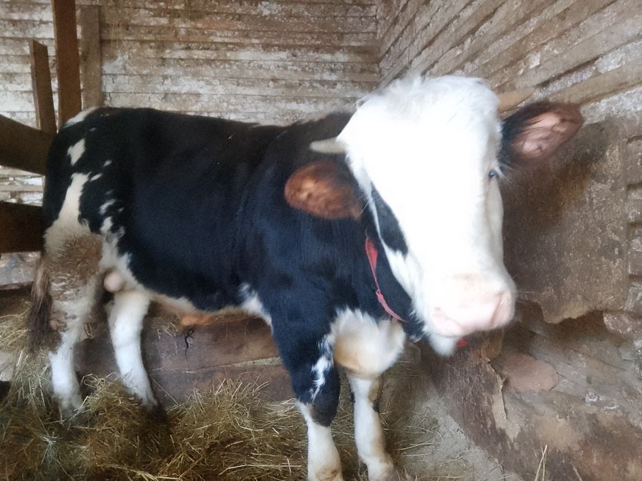 Vând vițel de rasa bălțată românească