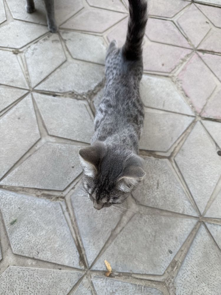 Бесплатно передам котят