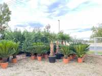 plante ornamentale