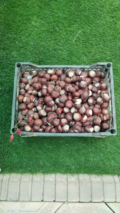 Продам каштан конский плоды