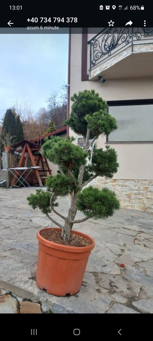 Vând mesteacăn tei brazi tuia pon pon spirale și multe altele plante