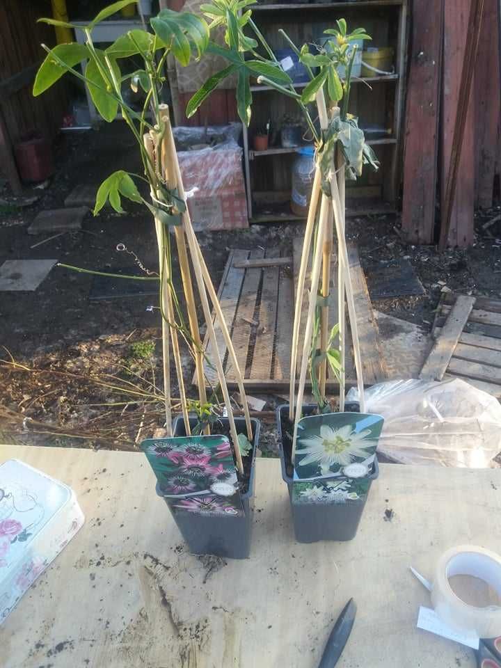 Пасифлора - Passiflora Налични 4 цвята