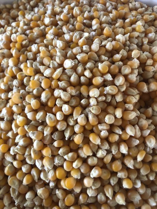 Popkorn jo’hori dumaloq ochiladi sifatli