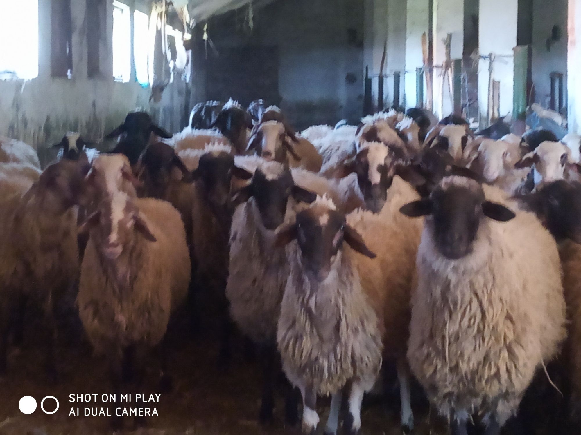 Продават се кочове