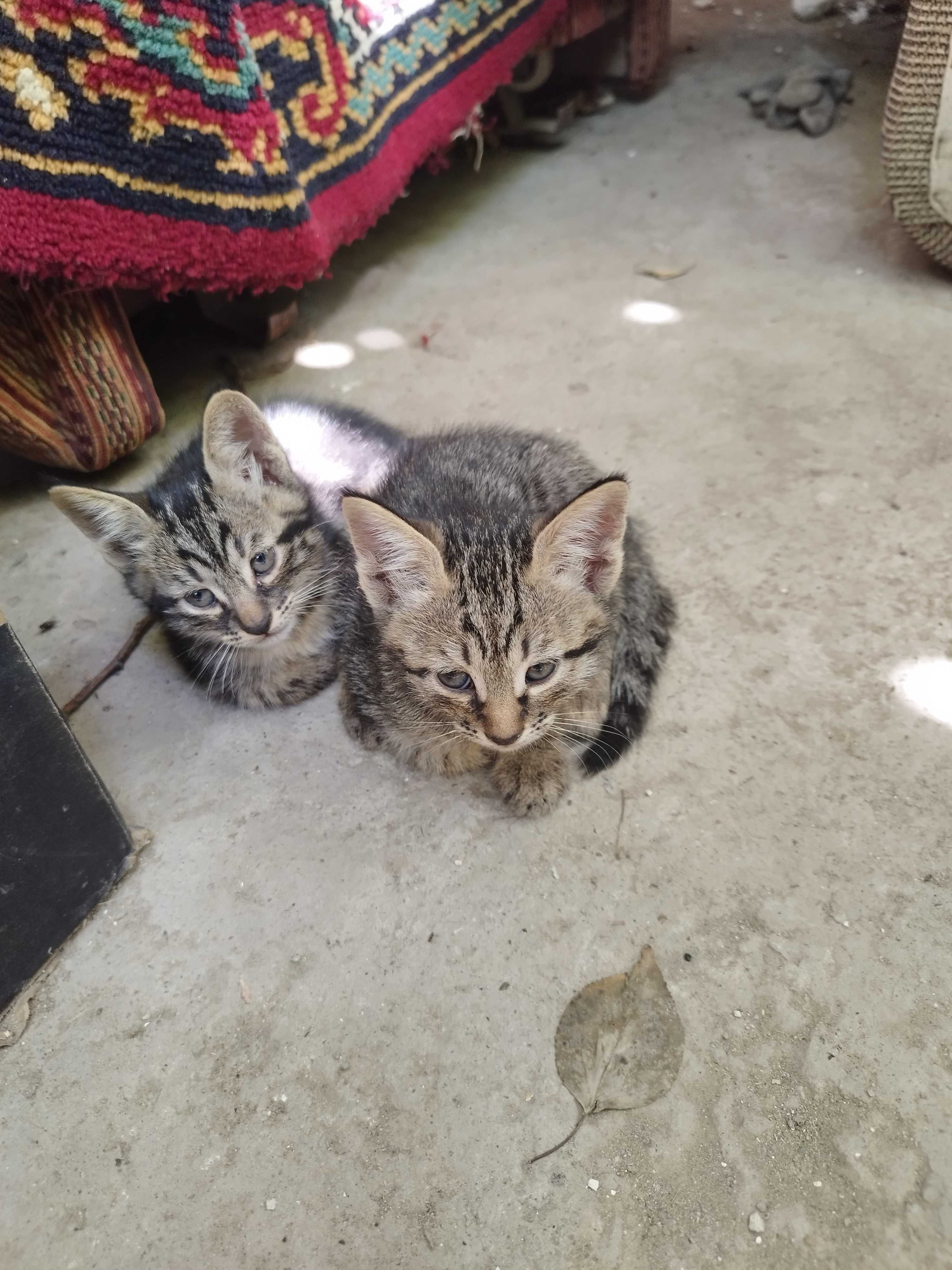 Котята серые , 2 штуки