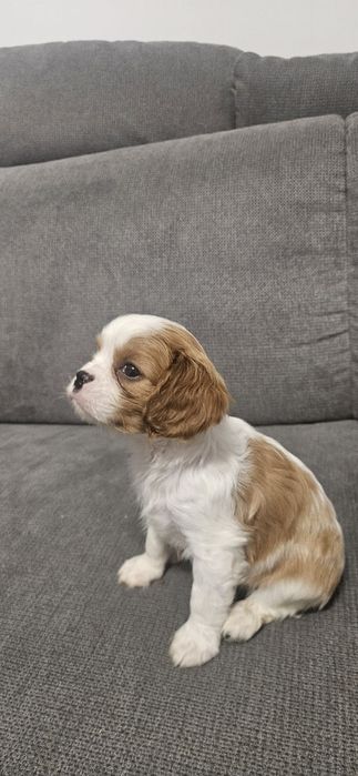 Кавалер Кинг Чарлз Шпаньол.