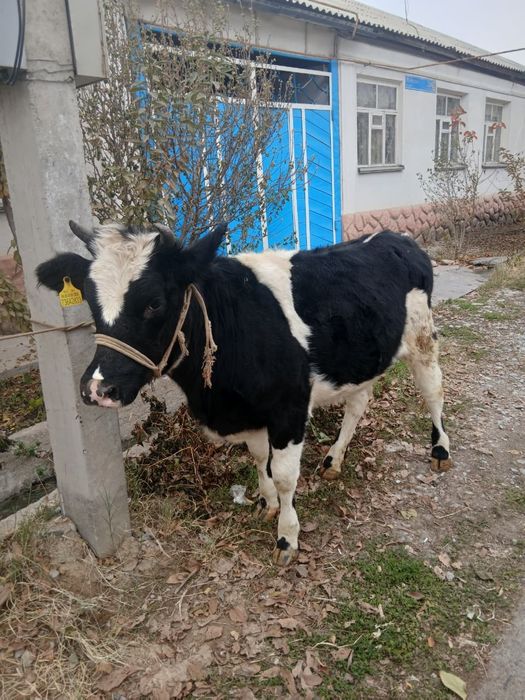 Продается корова